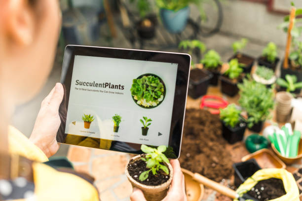 istock Holding digital tablet, looking at succulent plants online 1138164391