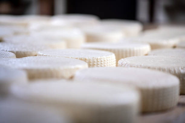 Traditional Italian toma cheese production