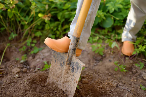 istock Woman dig shoveling in her backyard. 1138165578