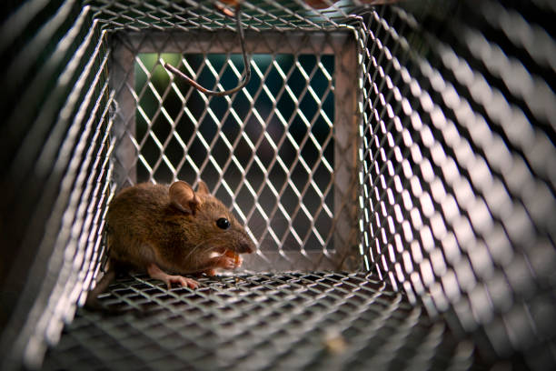 istock one rat eating something in metal trap 1138166130