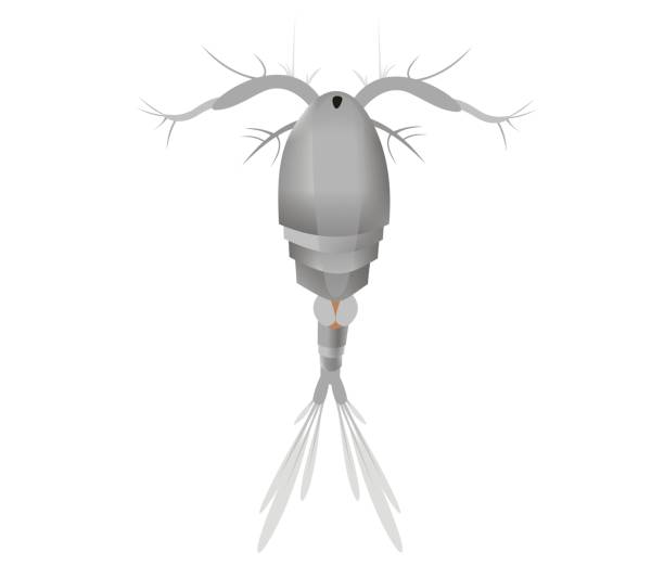 illustration eines zyklopen süßwasser-copepod - leben im teich stock-grafiken, -clipart, -cartoons und -symbole