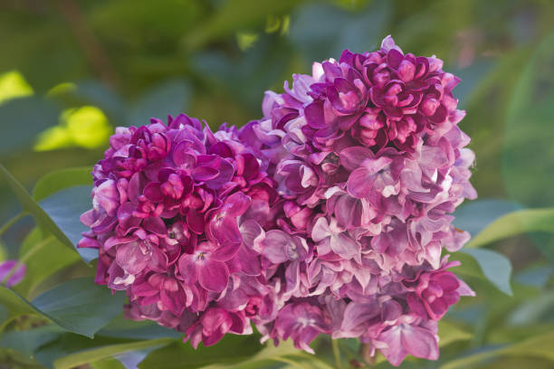 istock purple lilacs closeup 1138169200