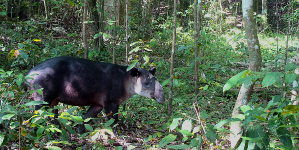 Tapir in its natural state Tapir in a forest of Corcovado tapirus terrestris stock pictures, royalty-free photos & images