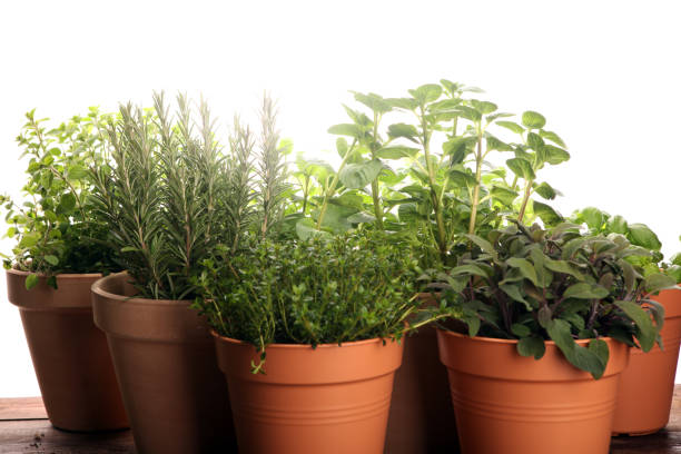 istock Homegrown and aromatic herbs in old clay pots on rustic background 1138170548