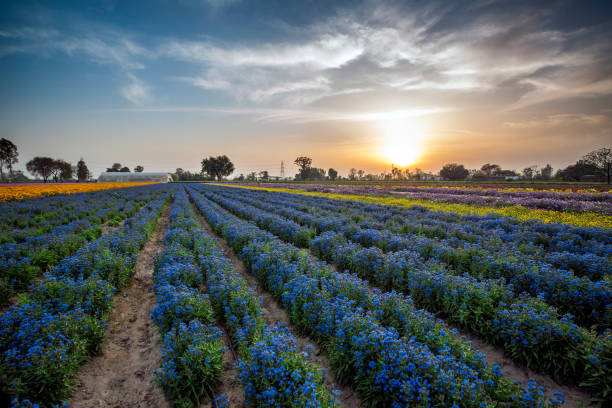 istock Colourful flowers landscape 1138170623