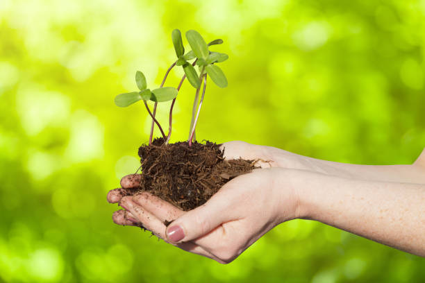 istock Woman planting small green plants with her hands. 1138171211