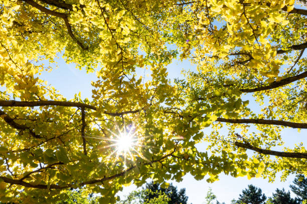 istock tree or plant with green limb leaf from bottom view 1138171335
