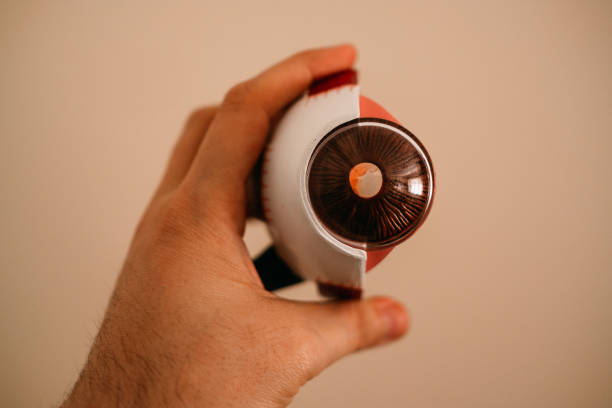 istock Medical Human Eye Model 1138171547