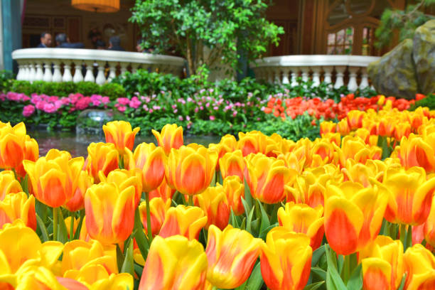 Colorful tulips in botanical garden.