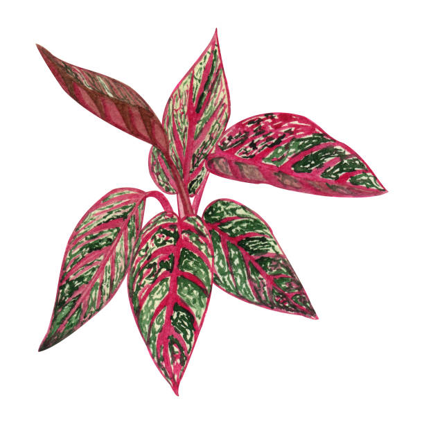 istock Indoor plant watercolor illustration. Home plants 1138173166