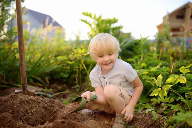 Little boy dig shoveling in backyard at summer sunny day. Mommy little helper. Little boy dig shoveling in backyard at summer sunny day. Mommy little helper. Gardening. preschooler caucasian one person part of stock pictures, royalty-free photos & images