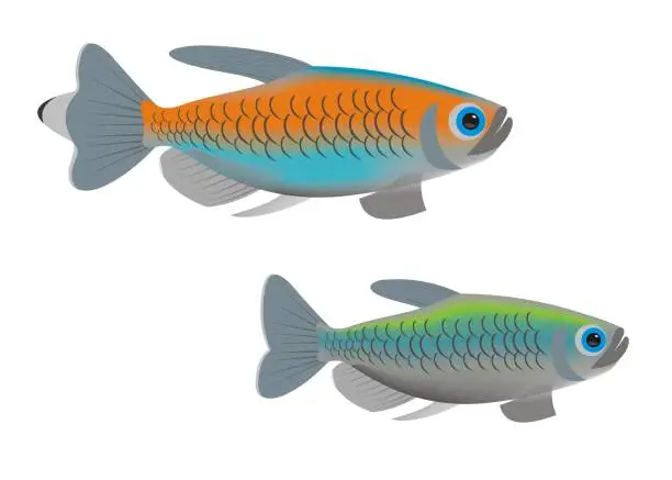 Vector illustration of Illustration of a pair of Congo tetra (Phenacogrammus interruptus)