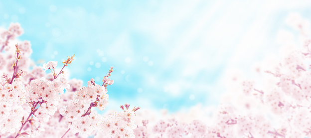 Cherry tree spring pink flowers on the blurred blue sunny background. Sakura blossom.