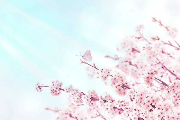 istock Cherry tree spring branches with pink flowers and butterfly 1138175396