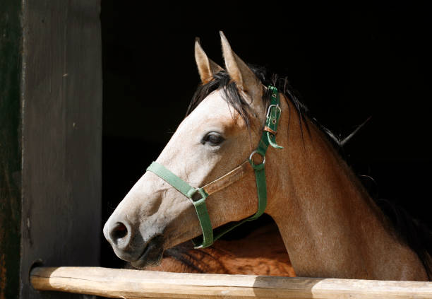 istock Curious grey colored horse posing for cameras at stable door 1138175542