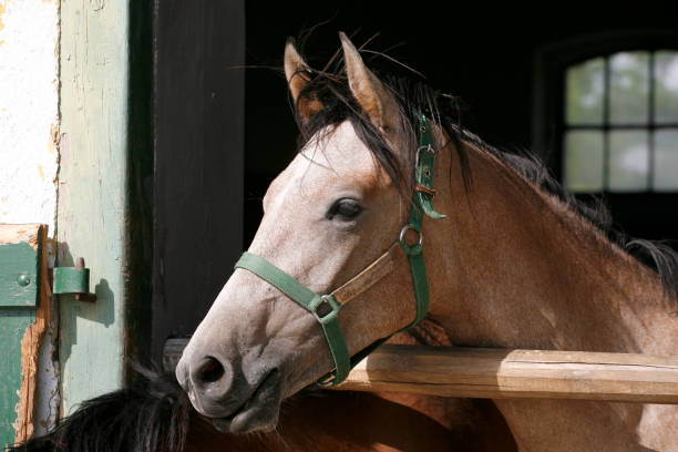 istock Curious grey colored horse posing for cameras at stable door 1138175558