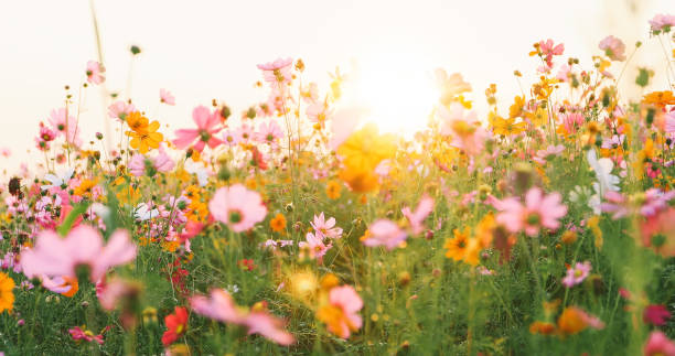 istock beautiful cosmos flower field 1138175787