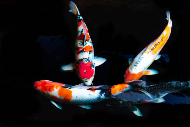 istock Carp fish (Colorful Koi) in the water pool 1138175848