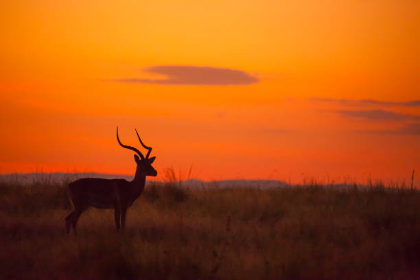 istock Male Impala, Aepyceros melampus, silhouetted at sunrise 1138175987