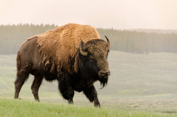 istock bison change the fur in Yellowstone Nationale Park 1138176188