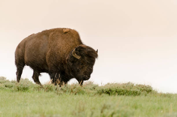 istock bison change the fur in Yellowstone Nationale Park 1138176189