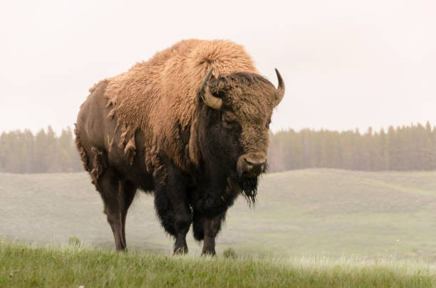 istock bison change the fur in Yellowstone Nationale Park 1138176198