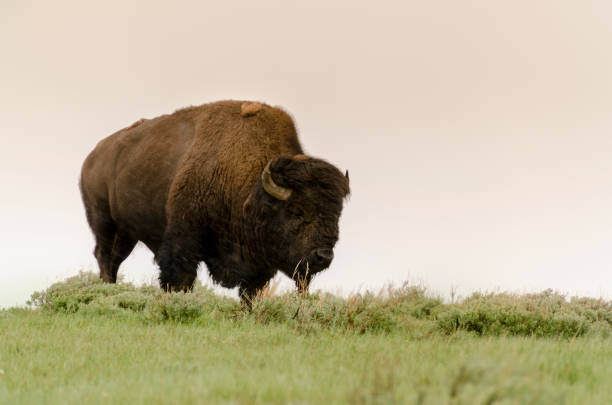 istock bison change the fur in Yellowstone Nationale Park 1138176200