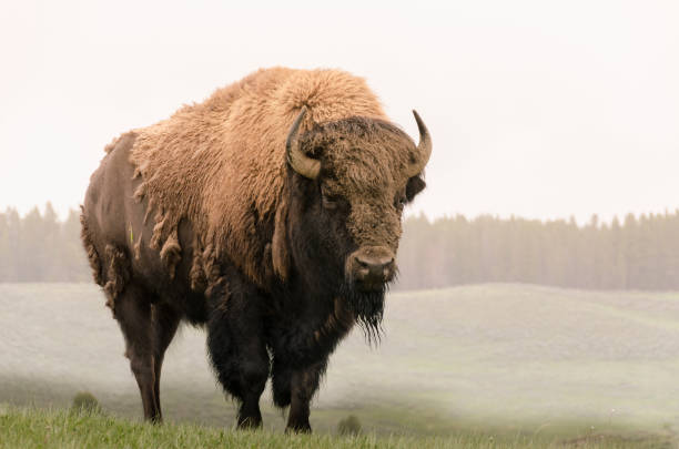 istock bison change the fur in Yellowstone Nationale Park 1138176202