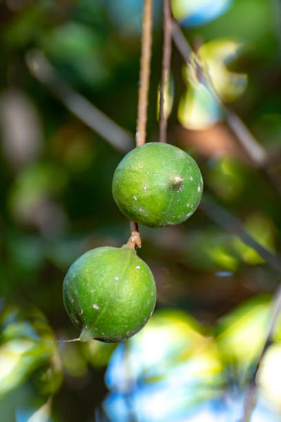 istock Ripe macadamia nuts handing on macadamia tree ready for harvest 1138176222