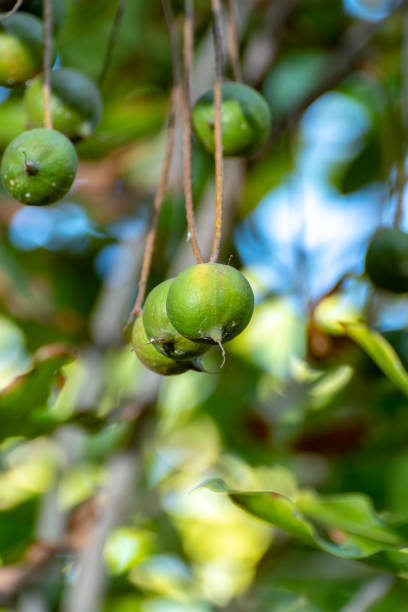 istock Ripe macadamia nuts handing on macadamia tree ready for harvest 1138176234