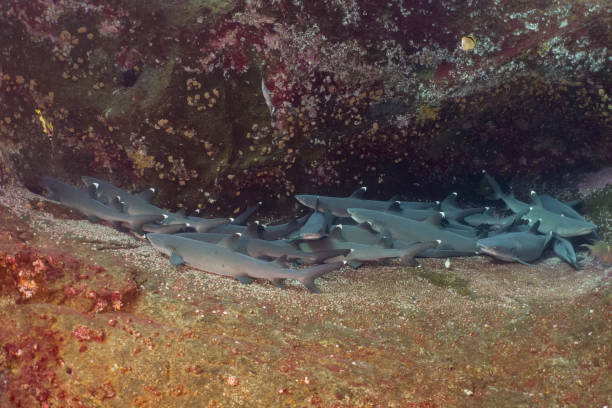 weißspitze riffhaie in socorro island - whitetip reef shark stock-fotos und bilder