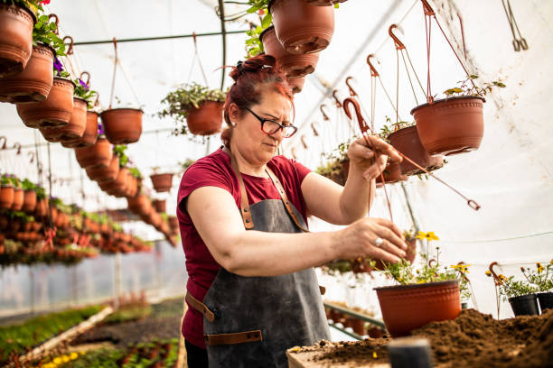 istock Plant transplantation in a greenhouse 1138177871