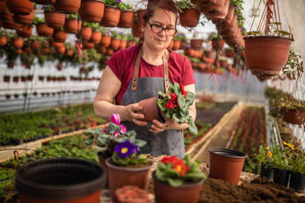 istock Female entrepreneur working in a greenhouse 1138177947