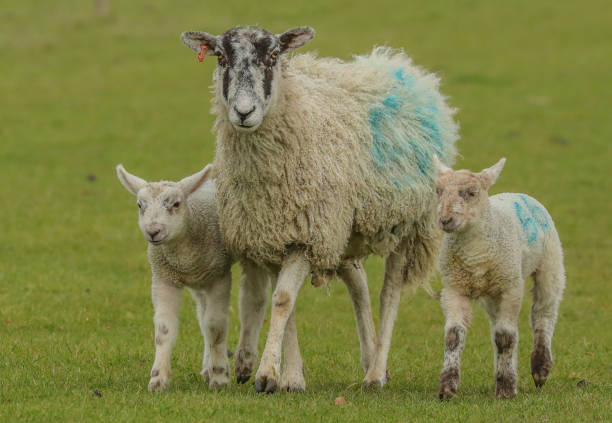istock Mother Sheep and here twin lambs 1138179232