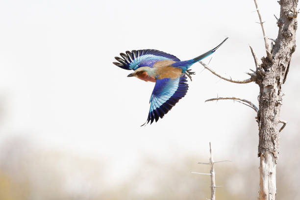 uccello animale lilla petto rullo volare colorato natura fauna selvatica cielo albero - ghiandaia marina pettolilla foto e immagini stock