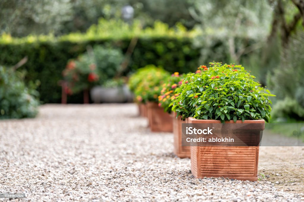 Bagno Vignoni, Italy town or village city in Tuscany and closeup of green flower decorations on summer day nobody architecture stones ground Yard - Grounds Stock Photo
