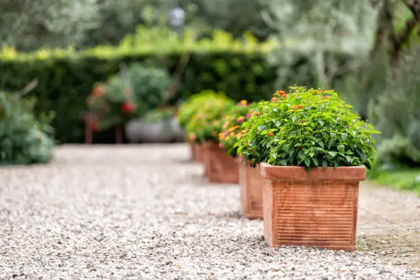 Bagno Vignoni, Italy town or village city in Tuscany and closeup of green flower decorations on summer day nobody architecture stones ground