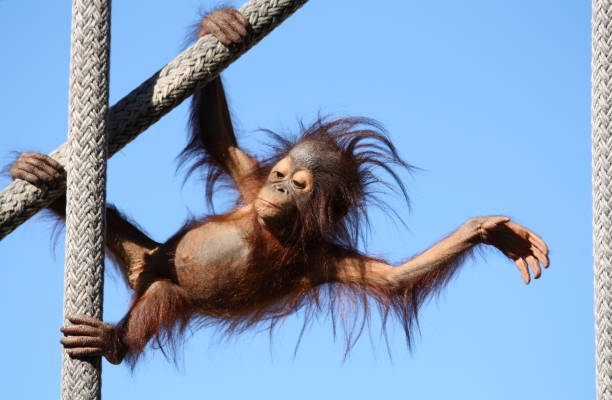 baby orangutan - play the ape stock-fotos und bilder