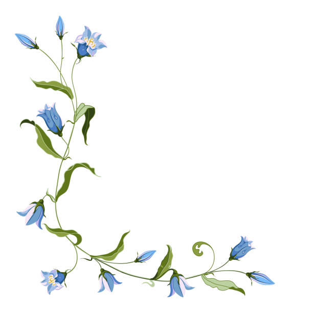 illustrations, cliparts, dessins animés et icônes de composition d'angle de fleur de cloche bleue dessinée à la main pour la conception - campanula