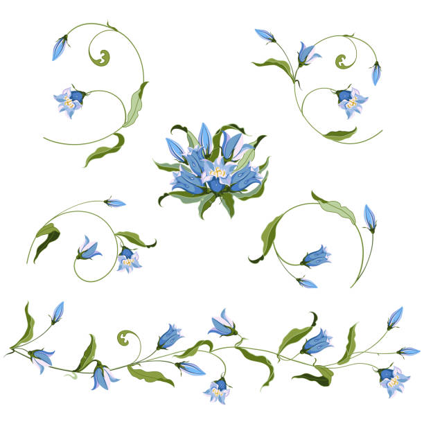 illustrations, cliparts, dessins animés et icônes de collection de fleur de cloche bleu dessiné à la main, composition pour la conception - campanula