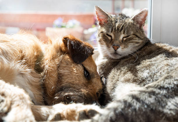 istock cat with a dog sleeping together 1138182069