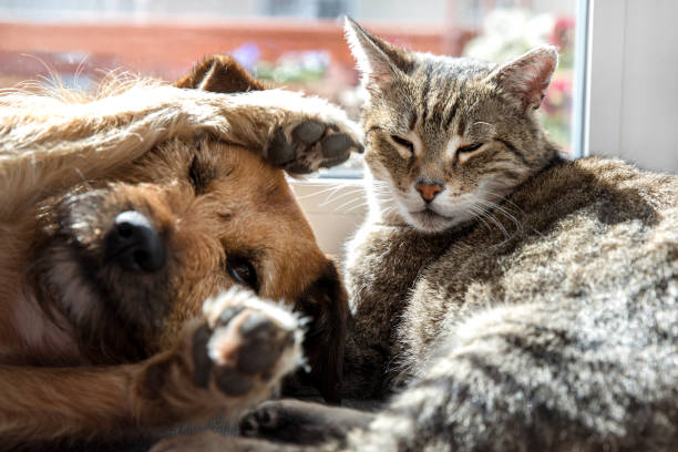 istock cat with a dog sleeping together 1138182133