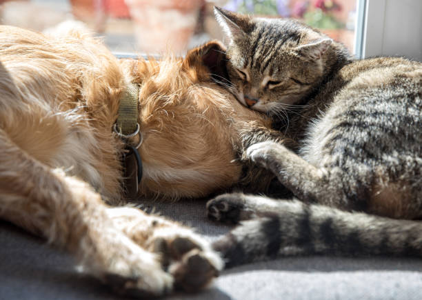 istock cat with a dog sleeping together 1138182233