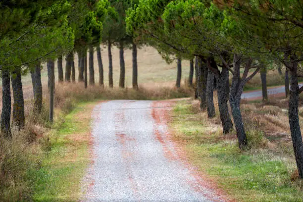 Dirt gravel road closeup to villa house on farm landscape idyllic picturesque cypress trees lining path in Val D'Orcia countryside in Tuscany, Italy with rolling hills