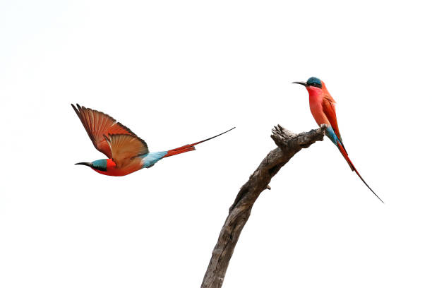 Animal birds carmine bee-eaters red flying wings nature wildlife Africa sky takeoff stock photo