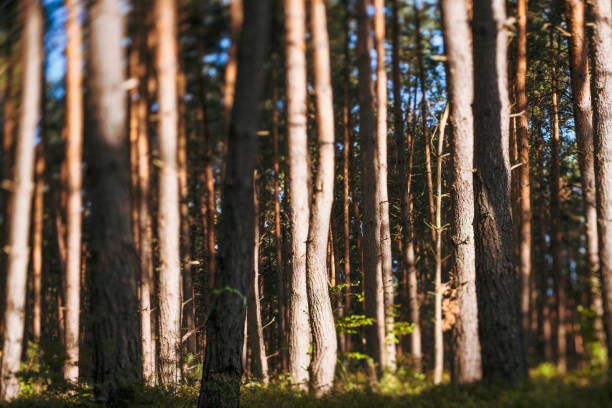 istock Pine tree forest, monoculture, in Brandenburg-State, Germany 1138182699