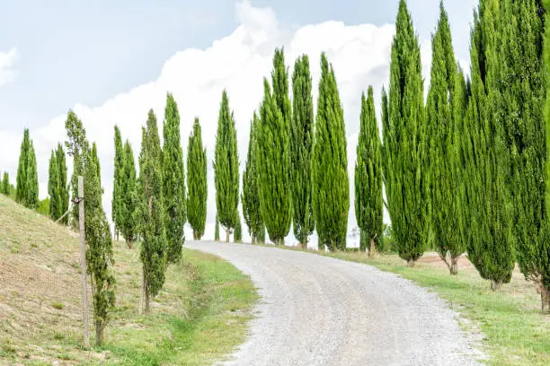 Dirt gravel road to villa house on farm landscape picturesque green cypress trees lining path in Val D'Orcia countryside in Tuscany, Italy