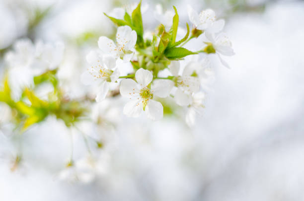 istock Spring cherry blossoming. White spring flowers with bee on a tree against blured bokeh background. 1138182775