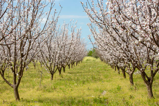 istock Apricot tree flowers with soft focus. Spring white flowers on a tree branch. Apricot tree in bloom. 1138182818