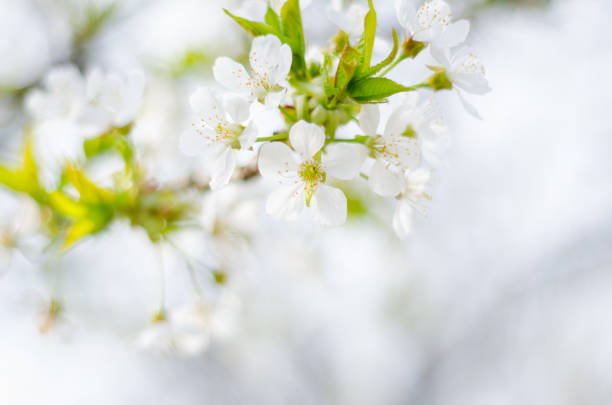 istock Spring cherry blossoming. White spring flowers with bee on a tree against blured bokeh background. 1138182866